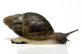 Archachatina porphyrostoma Nigeria B juvenil, 4 cm